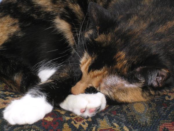 /Images/uploads/Cat Welfare Association/CatWelfare/entries/33824thumb.jpg
